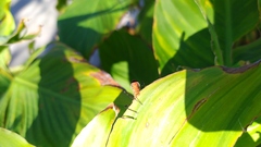 Zelus longipes
