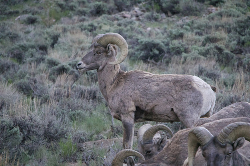 Bighorn Sheep photographed in Colorado