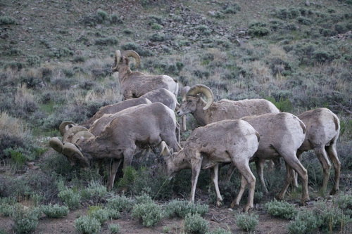 Bighorn Sheep photographed in Colorado
