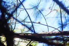 Peucedramus taeniatus