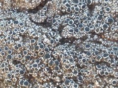 Lecanora gangaleoides