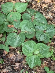 Trillium luteum