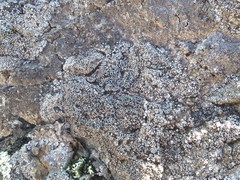 Lecanora gangaleoides