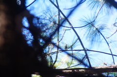 Peucedramus taeniatus