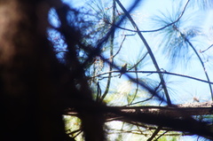 Peucedramus taeniatus