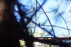 Peucedramus taeniatus