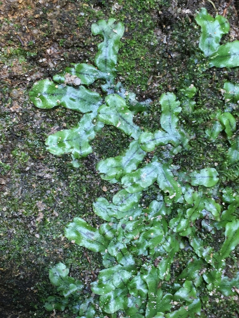 Marchantia debilis