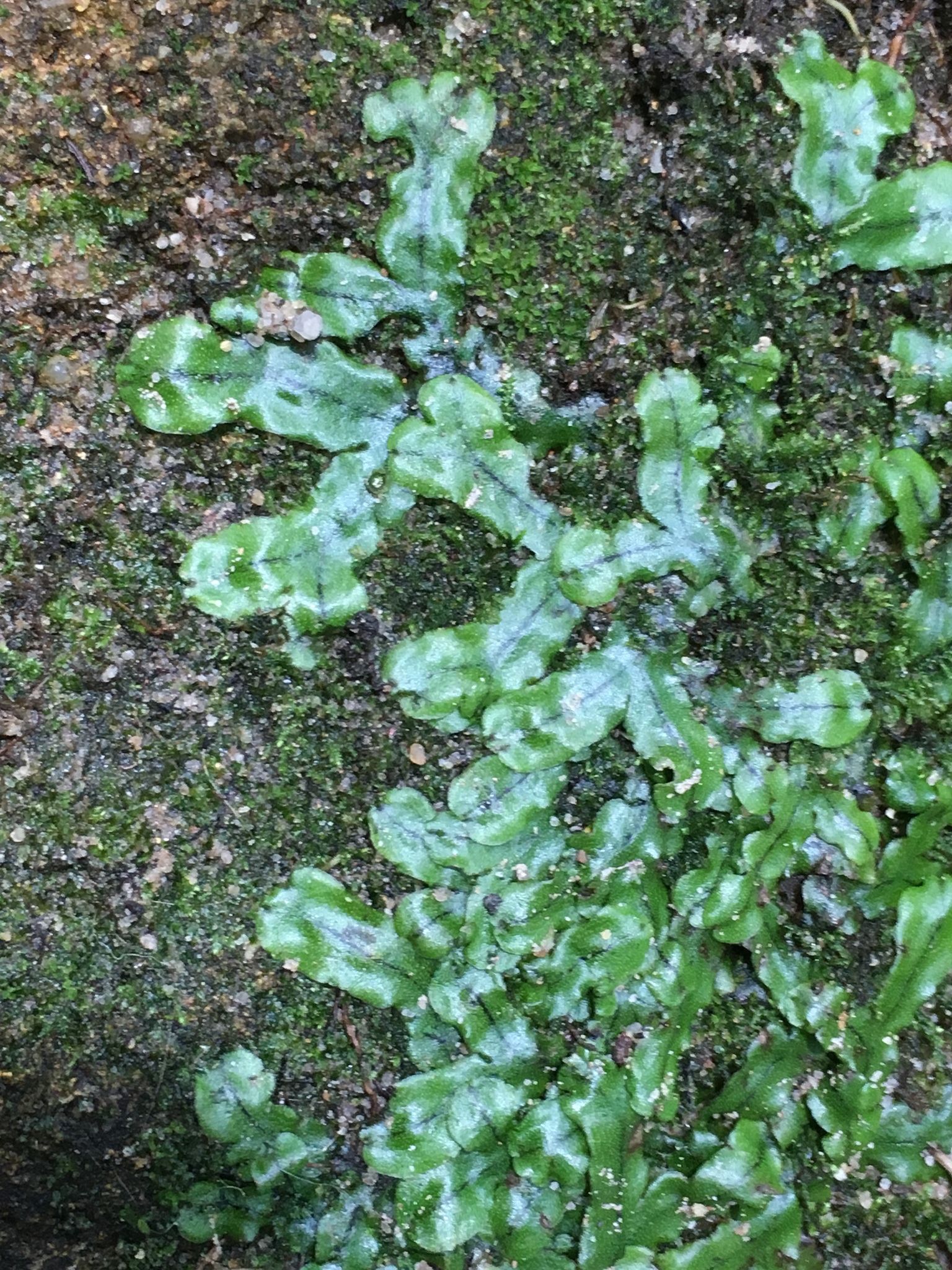 Marchantia debilis