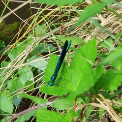 Calopteryx virgo