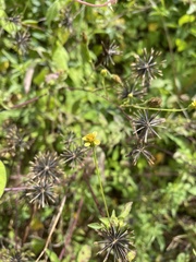Bidens cynapiifolia