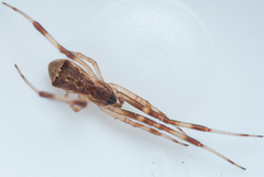 Episinus angulatus
