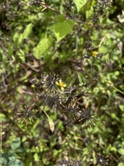 Bidens cynapiifolia