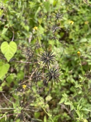 Bidens cynapiifolia