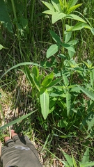 Asclepias