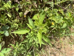 Bidens cynapiifolia