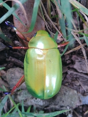 Chrysina macropus