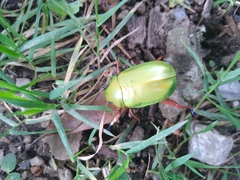 Chrysina macropus