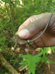 Anolis barbouri