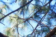 Peucedramus taeniatus