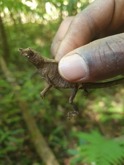 Anolis barbouri