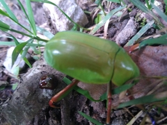 Chrysina macropus