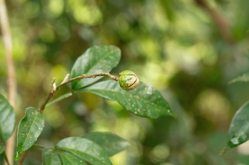 Galipea