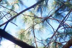 Peucedramus taeniatus