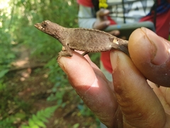 Anolis barbouri