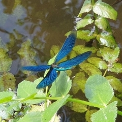 Calopteryx virgo