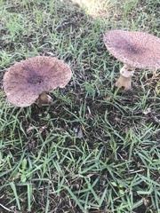 Amanita brunneolocularis