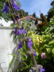 Coleus barbatus grandis