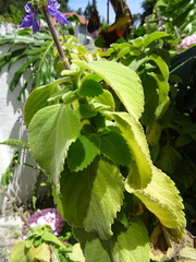 Coleus barbatus grandis