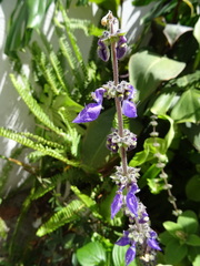 Coleus barbatus grandis