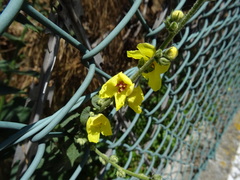 Verbascum sinuatum