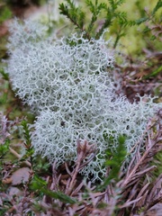 Cladonia azorica