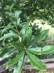 Quercus oglethorpensis