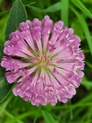 Trifolium pratense