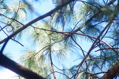 Peucedramus taeniatus