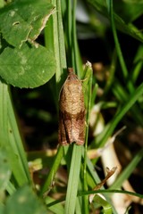 Celypha striana