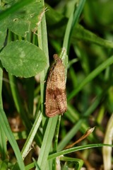 Celypha striana