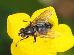 Rhinomorinia sarcophagina