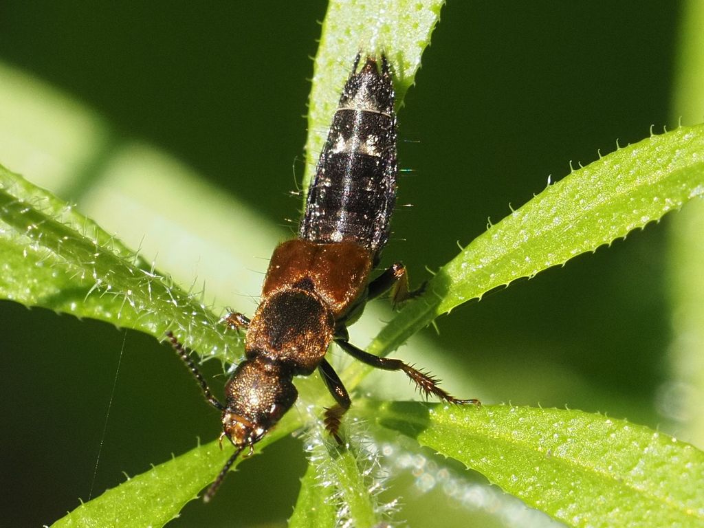 Platydracus latebricola