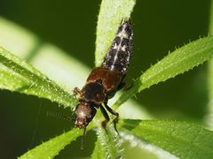 Platydracus latebricola