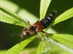 Platydracus latebricola