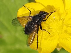 Rhinomorinia sarcophagina