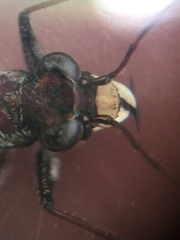 Cicindela equestris