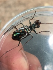 Cicindela equestris