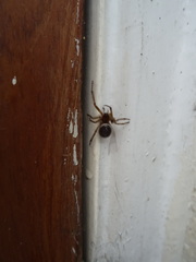 Steatoda nobilis