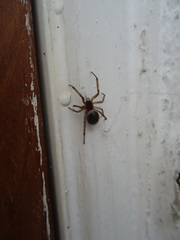 Steatoda nobilis