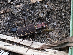 Cicindela equestris